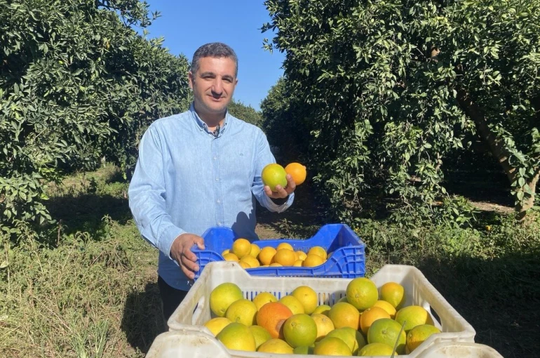 Finike’de portakal sezonu başladı, 250 bin ton rekolte bekleniyor