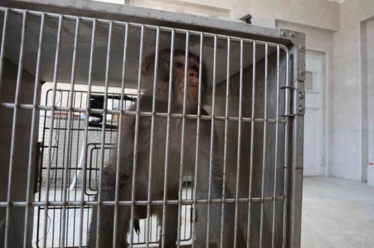 Firari maymun, ortalığı birbirine kattığı konteyner kentte kendisine ekmek vermek isteyen kadını yaraladı