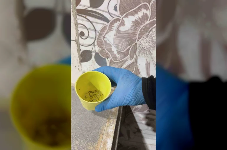 Fırın denetiminde mide bulandıran görüntüler, zabıta böcek çeşitlerini saymakla bitiremedi
