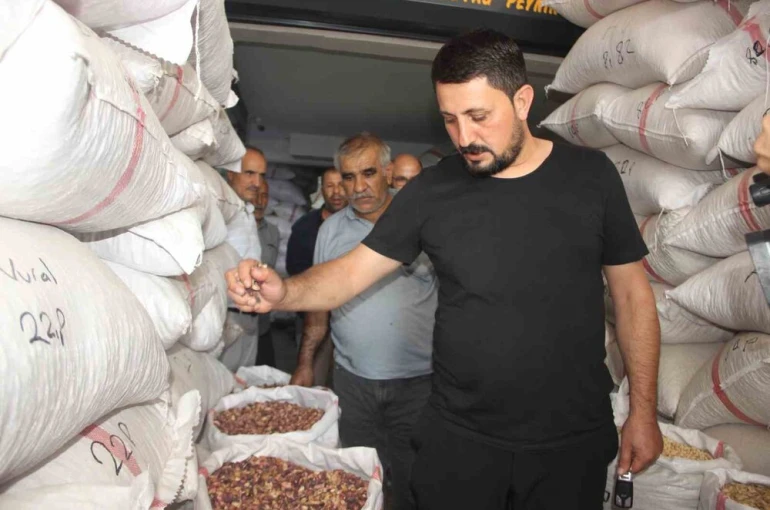 Fıstıkta rekolte düştü 