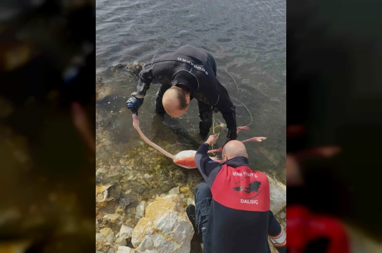 Flamingoya hayat veren kurtarma operasyonu