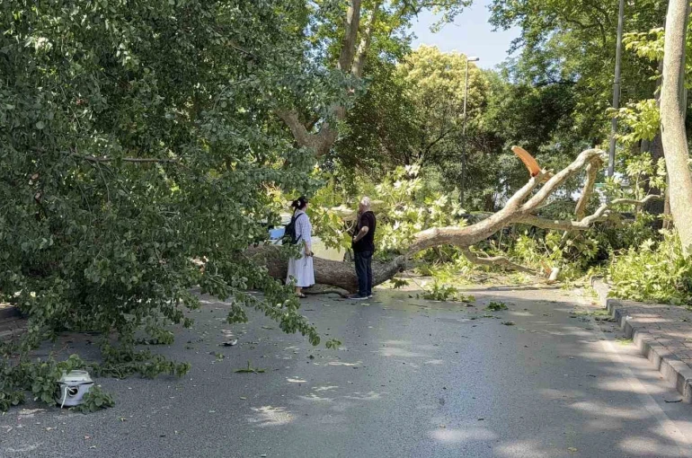 Florya’da asırlık çınar aracın üzerine devrildi, yol trafiğe kapandı