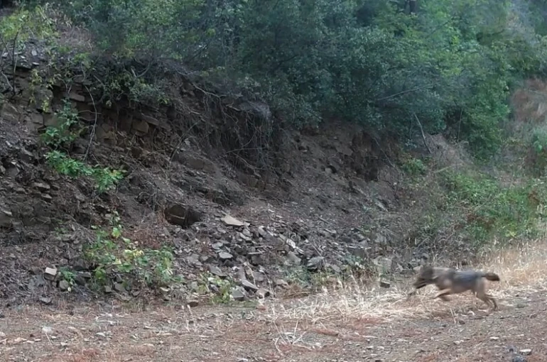 Ganos Dağları’nda çakalın karacanın peşinden gitmesi kamerada