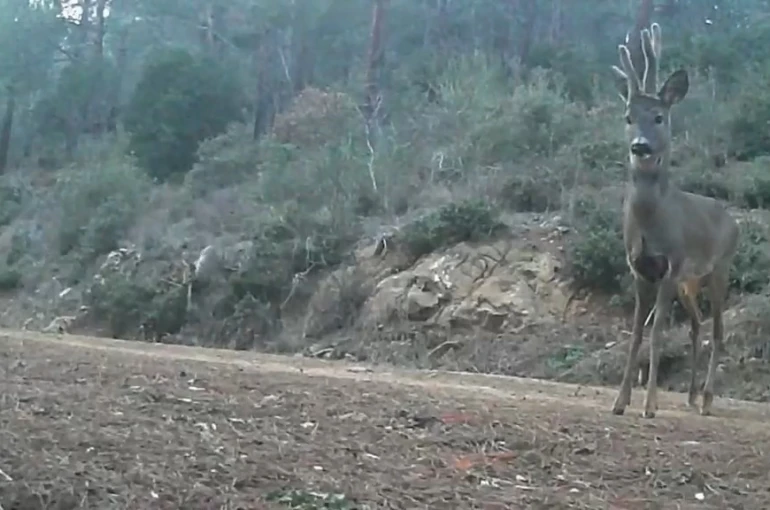 Ganos Dağları’nda karacalar fotokapana yakalandı