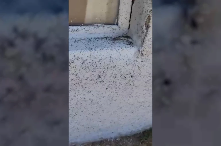 Gaziantep’in Oğuzeli ilçesinde sinek istilası