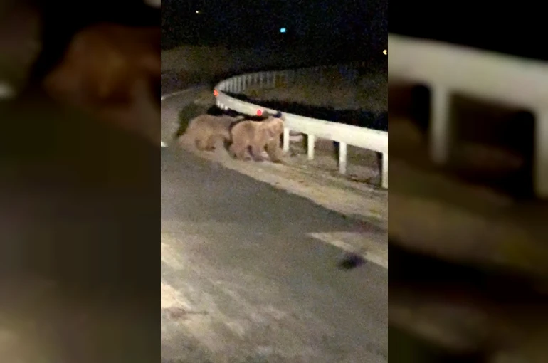 Gece sürprizi: İki ayı yavrusu kamerada 