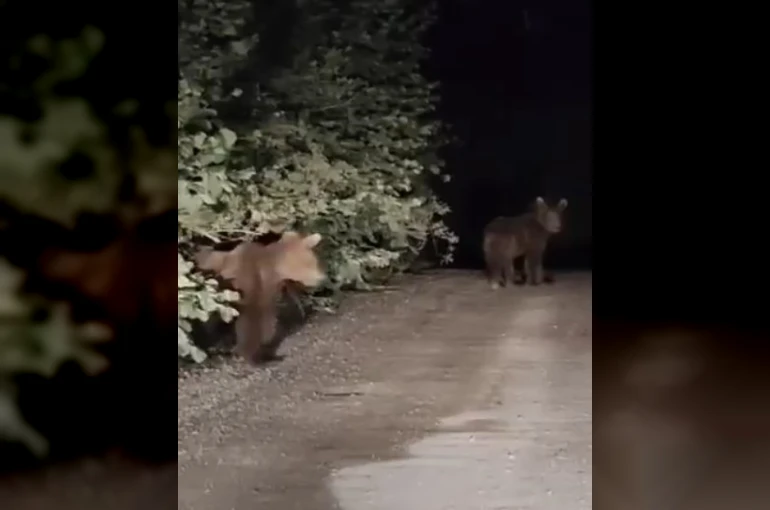 Gece yarısı ayılarla karşılaşan vatandaşlar panik yaşadı: O anlar kamerada