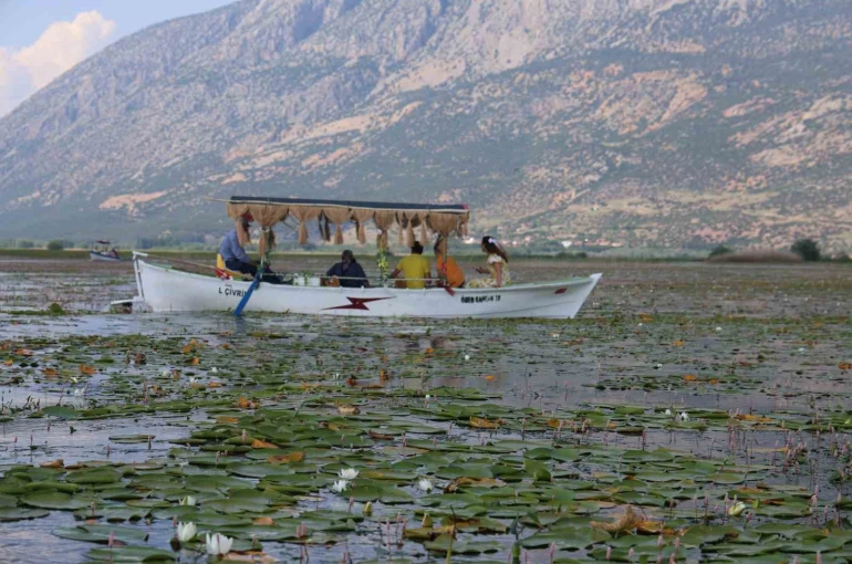 Geçen yıl kuraklık, bu yıl ise aşırı yağışlar nilüferlerin görsel şölenini geciktirdi
