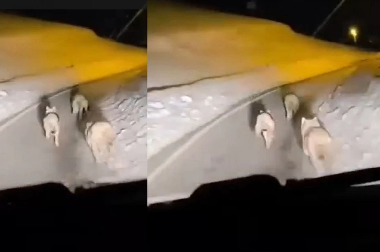 Geçitli köyüne inen kurt sürüsü görüntülendi