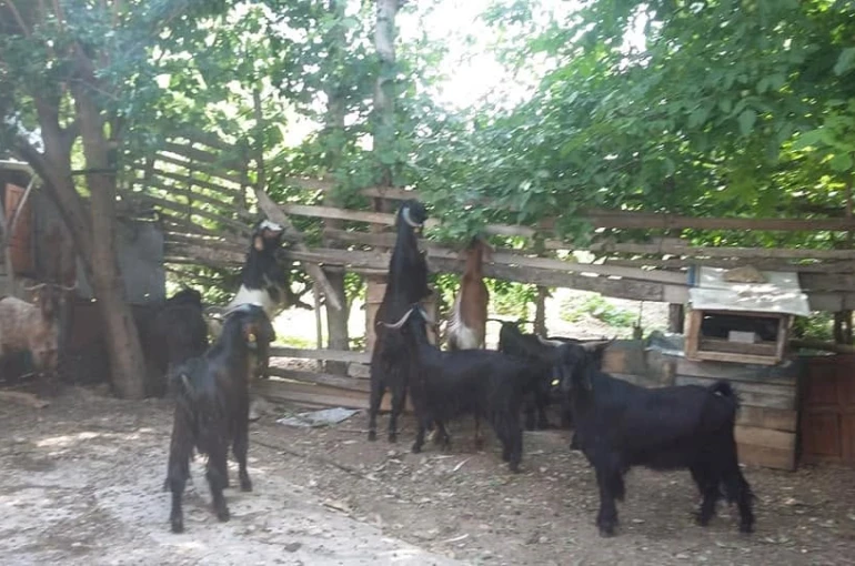 Gediz Akdağ’da Yörüklerin yayla göçü başladı