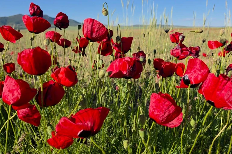 Gelincikler tarlaları kırmızıya boyadı