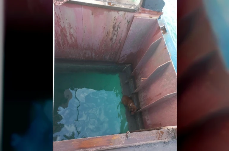 Gemiden denize düşen köpeği itfaiye kurtardı
