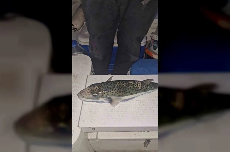 Gemlik Körfezi’nde benekli balon balığı şoku