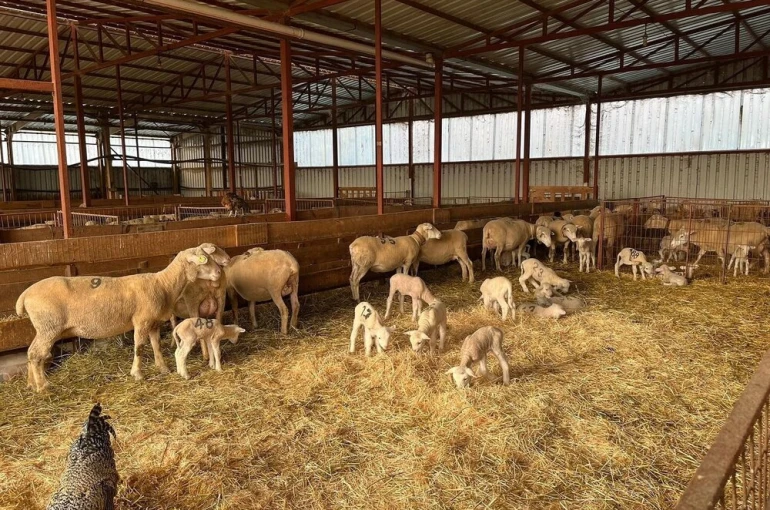 Genç girişimciye yüzde 100 hibe desteğiyle hayvancılık projesi