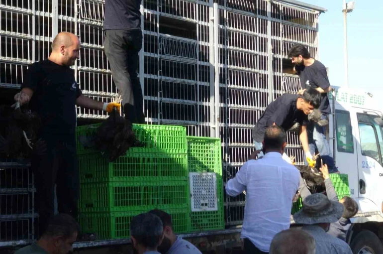 Gercüş’te 107 üreticiye yüzde 75 hibeli tavuk ve yem dağıtıldı