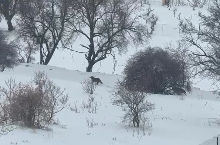 Gercüş’te aç kalan kurtlar, şehir merkezine indi