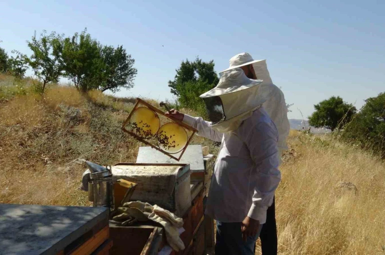 Gercüş’te bal hasadı heyecanı: Üreticinin yüzü gülüyor
