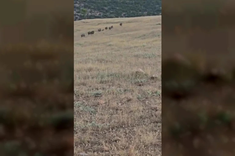 Gercüş’te domuz sürüsü görüntülendi 