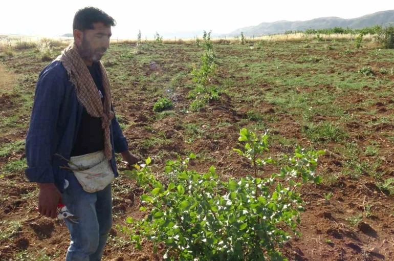 Gercüş’te fıstık aşılama mesaisi başladı