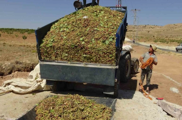 Gercüş’te fıstık hasadı başladı