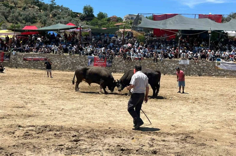 Germencik’te 63 çift boğa güreşti 