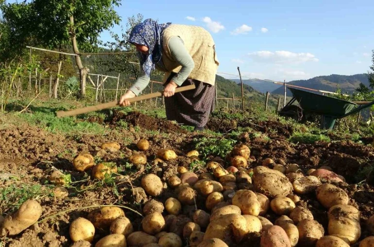 Giresun yaylalarında patates hasadı başladı