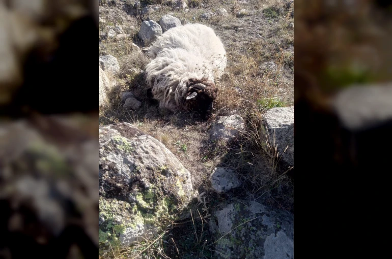 Giresun’da ayı ve kurtlar köyün koyunlarına saldırdı: 5 koyun telef, 18’i kayıp
