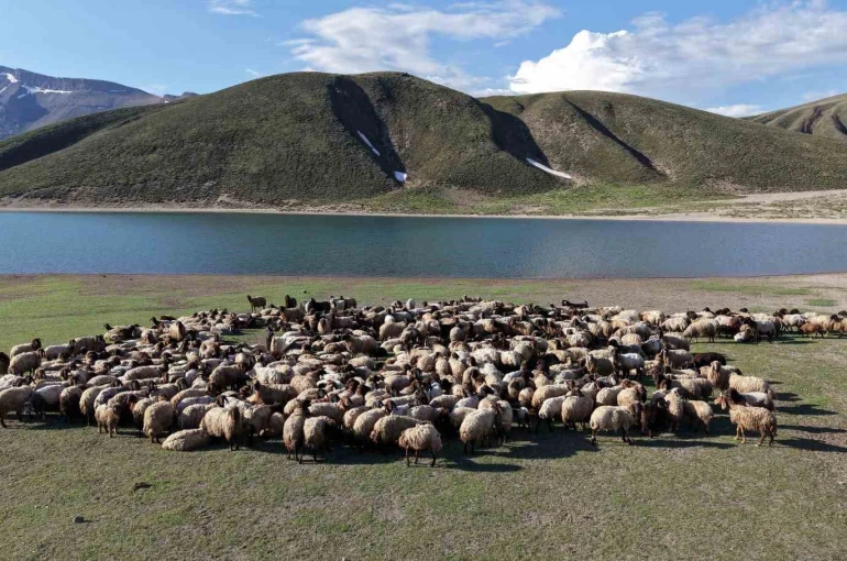 Göçerler 5 aylık yayla sezonunu Bitlis’te açtı