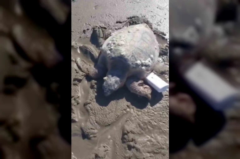 Gökçeada’da kıyıya vuran caretta caretta vatandaşların yardımıyla denizle buluştu