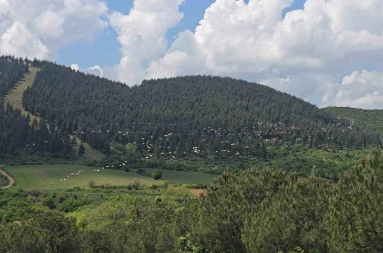 Gökyüzünde pelikan şöleni