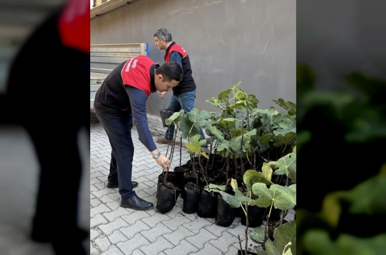 Gömeç’te incir üretimini artıracak adım, 499 sertifikalı fidan dağıtıldı