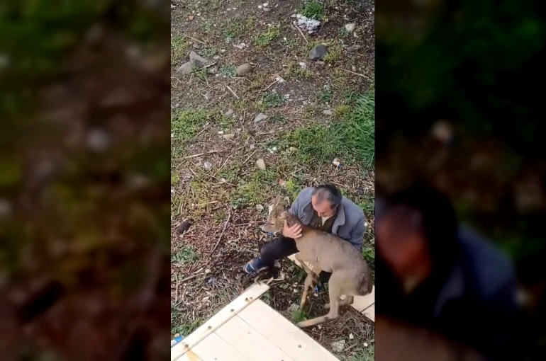 Görele’de araçlara çarpan yaralı karaca derede bulundu