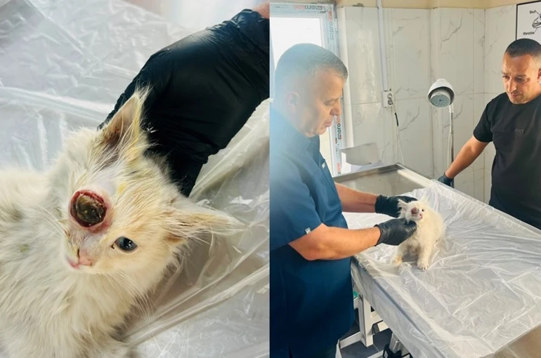 Gözü dışarı çıkan kedi başarılı ameliyatla sağlığına kavuştu