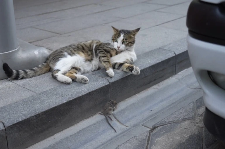 Gümüşhane’de kedi avladığı fareyle oynarken kameralara yakalandı