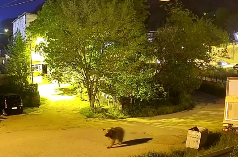 Gümüşhane’de şehir merkezinde yiyecek arayan ayı kamerada