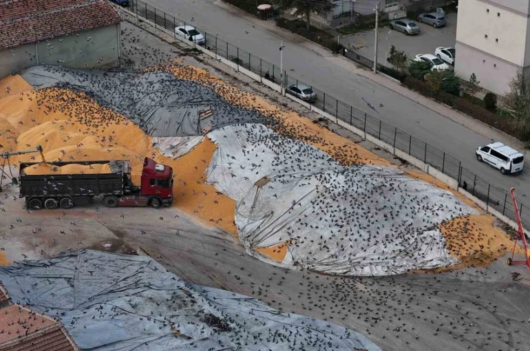 Güvercinler için adeta açık büfe