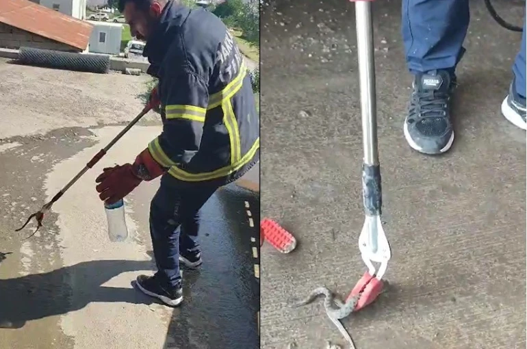Hakkari’de aracın motor bölmesine giren yılan çıkarıldı