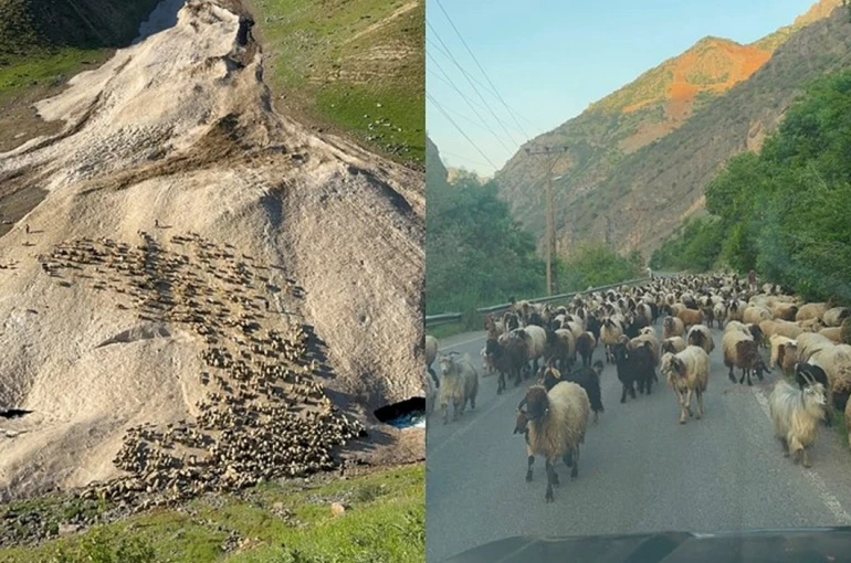 Hakkari’de yayla sezonu gecikmeli başladı 