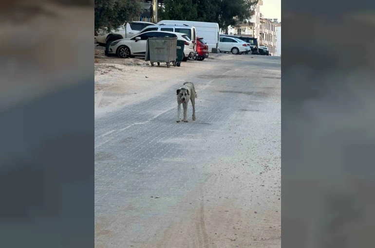 Halfeti’de sahipsiz köpeğin saldırdığı çocuk yaralandı