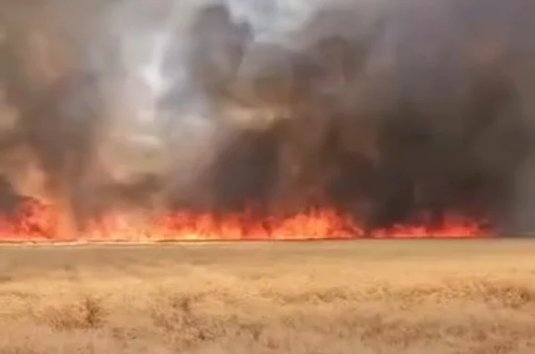 Harran’da 300 dönümlük buğday tarlasında yangın