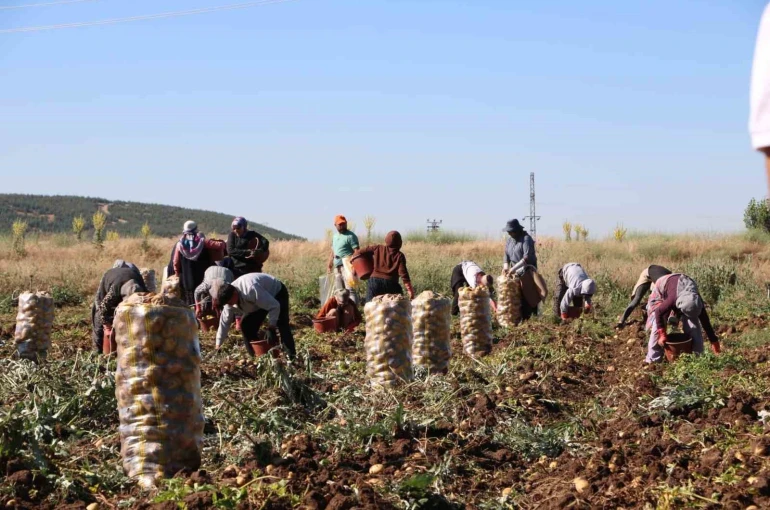 Hasadı başlayan patates fiyatıyla üreticilerin yüzünü güldürdü