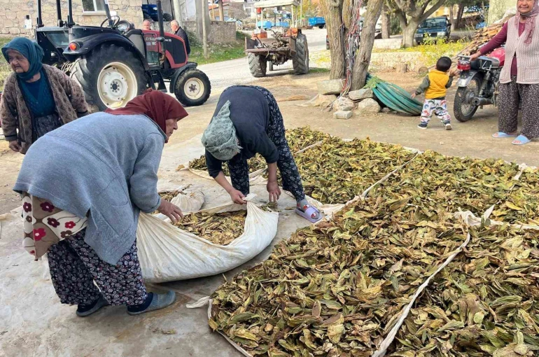 Hasadı tamalanan tütünler satış için hazırlanıyor