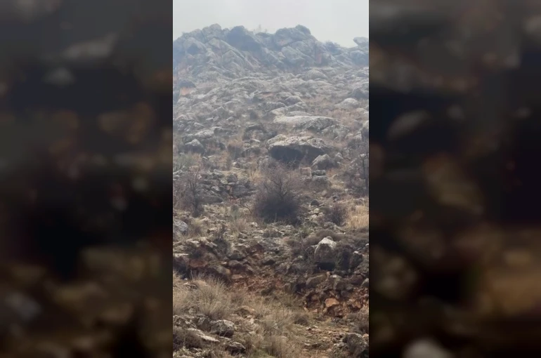 Hasankeyf’te örnek davranış: Sürücü durdu, dağ keçileri geçti