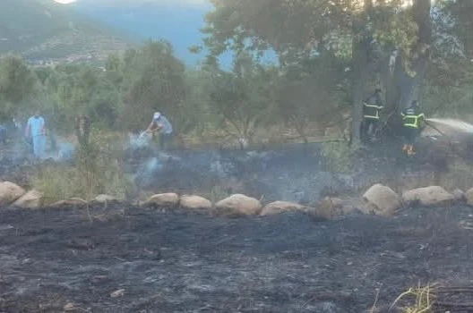 Hassa’da zeytinlik alan yangını
