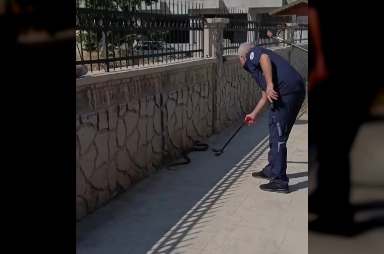 Hastane yanında görülen yılan paniğe neden oldu 
