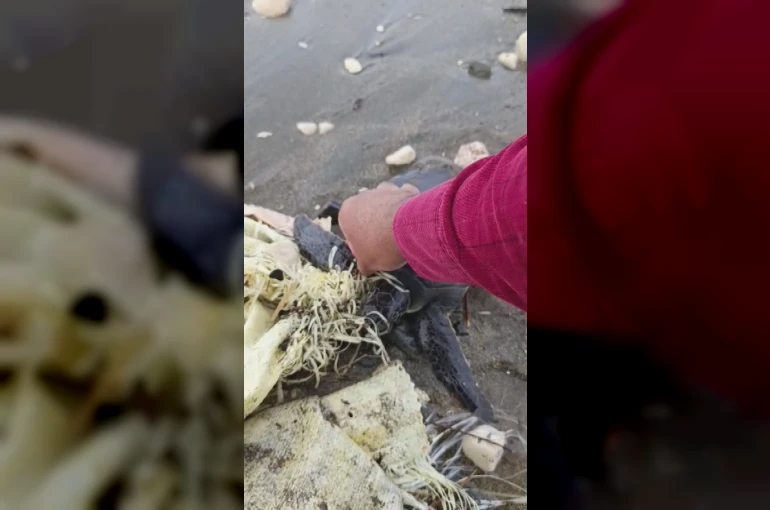 Hatay’da çuvala dolanan yavru deniz kaplumbağası belediye ekiplerinin dikkatiyle kurtuldu
