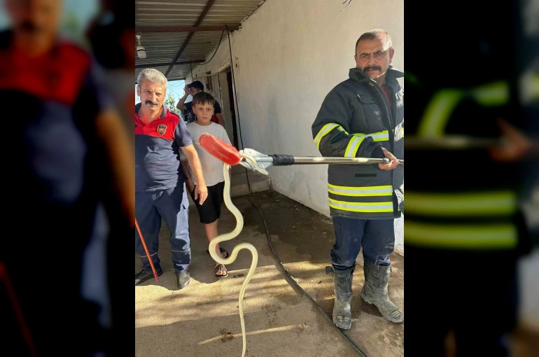 Hatay’da evlere giren 2 yılan yakalandı