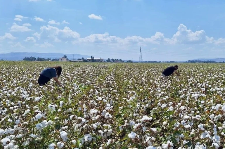 Hatay’da pamuk ve soya ekili araziler kontrol edildi