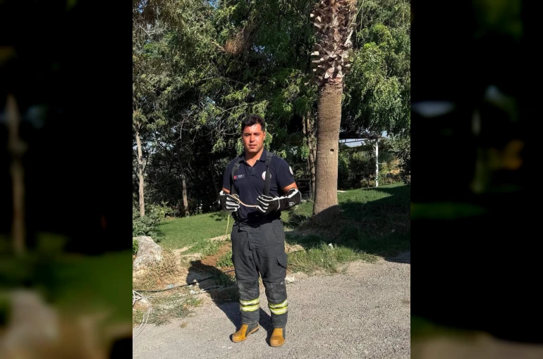 Hatay’da yerleşim alanlarına giren yılanları itfaiye yakaladı