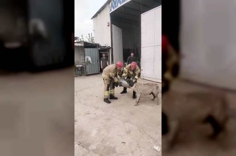 Hava filtresine sıkışan köpek kurtarıldı